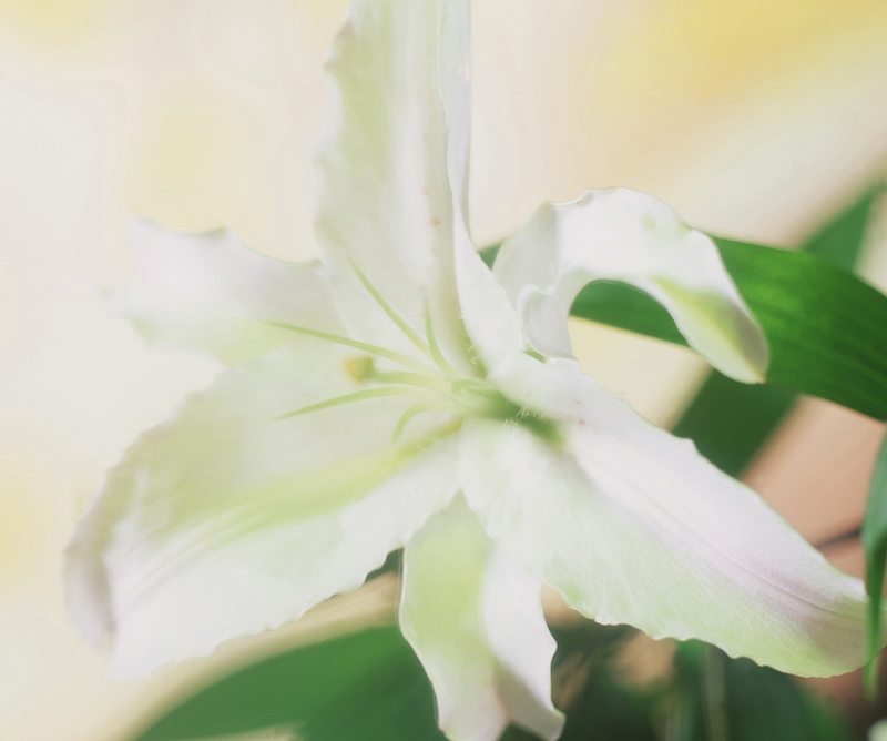 Flower Gifts for Easter